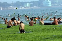 Prolifération des algues vertes à Quingdao en Chine